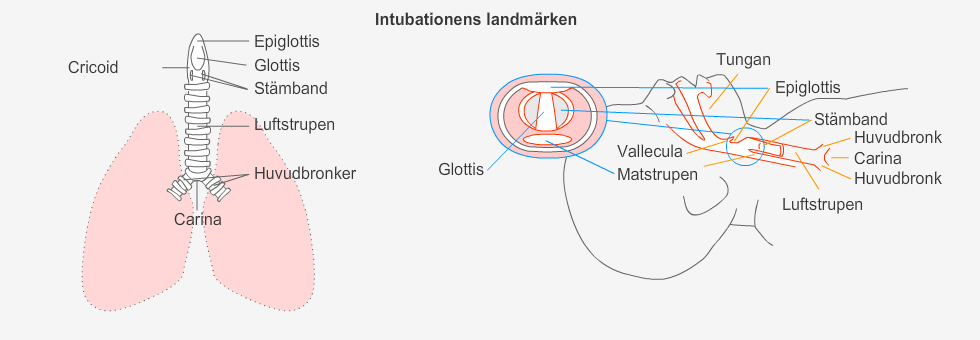 intubationens landmärken